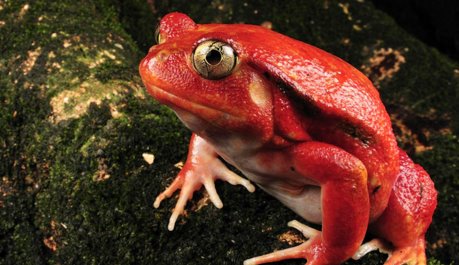 世界上最怪异的十种青蛙排行榜玻璃蛙竟可以看到内脏全身透明