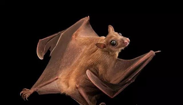 蝙蝠真实照片马来狐蝠是世界最大的蝙蝠翼展可达18米
