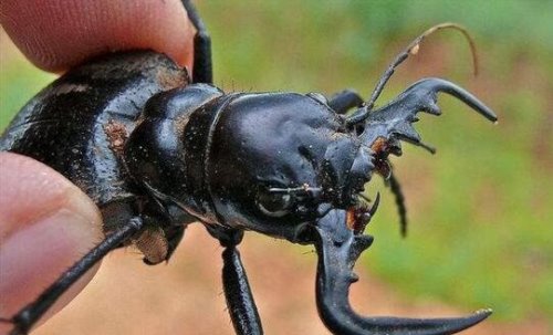 世界上最大的食肉甲虫大王虎甲非洲杀戮机器